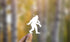 Sasquatch Rifle Hunting Sticker